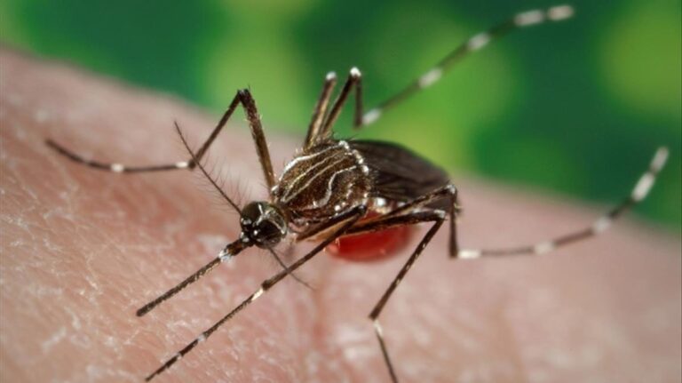 Un pequeño mosquito puede ser un gran problema